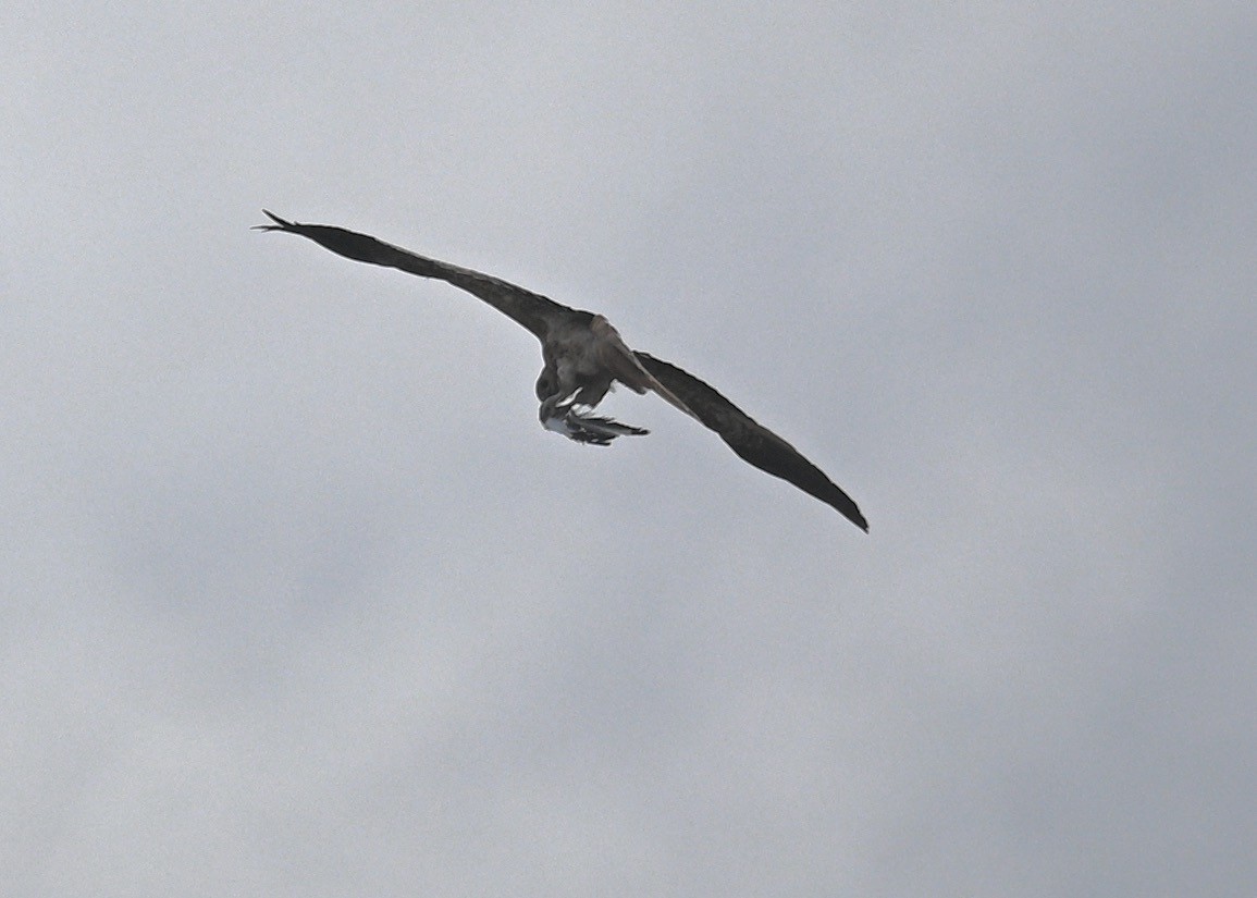 Whistling Kite - ML419688041