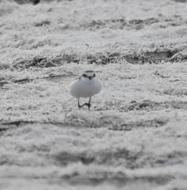 Red-capped Plover - ML419689071
