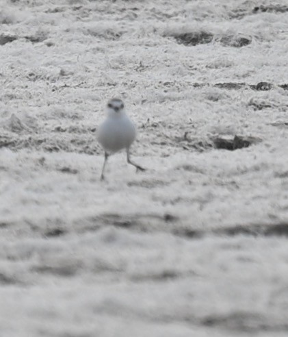 Red-capped Plover - ML419689091