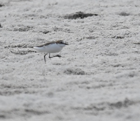 Red-capped Plover - ML419689101