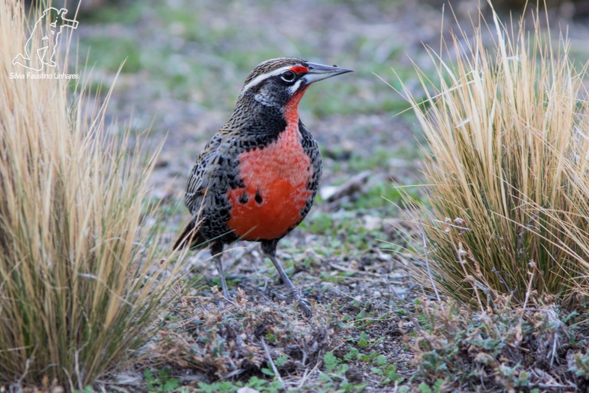 Long-tailed Meadowlark - Silvia Faustino Linhares