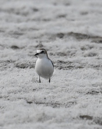 Red-capped Plover - ML419689121