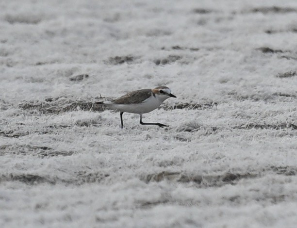 Red-capped Plover - ML419689161