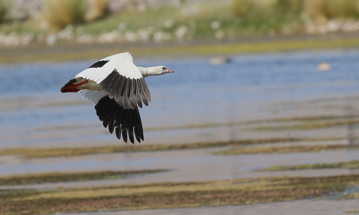 Andean Goose - ML419690791