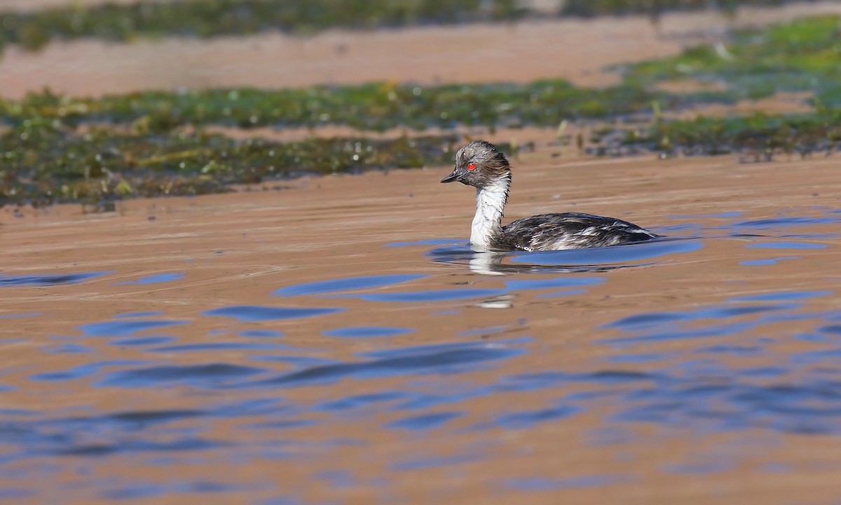 Silvery Grebe - ML419691341