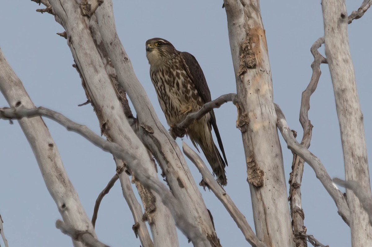 Merlin - ML419691761