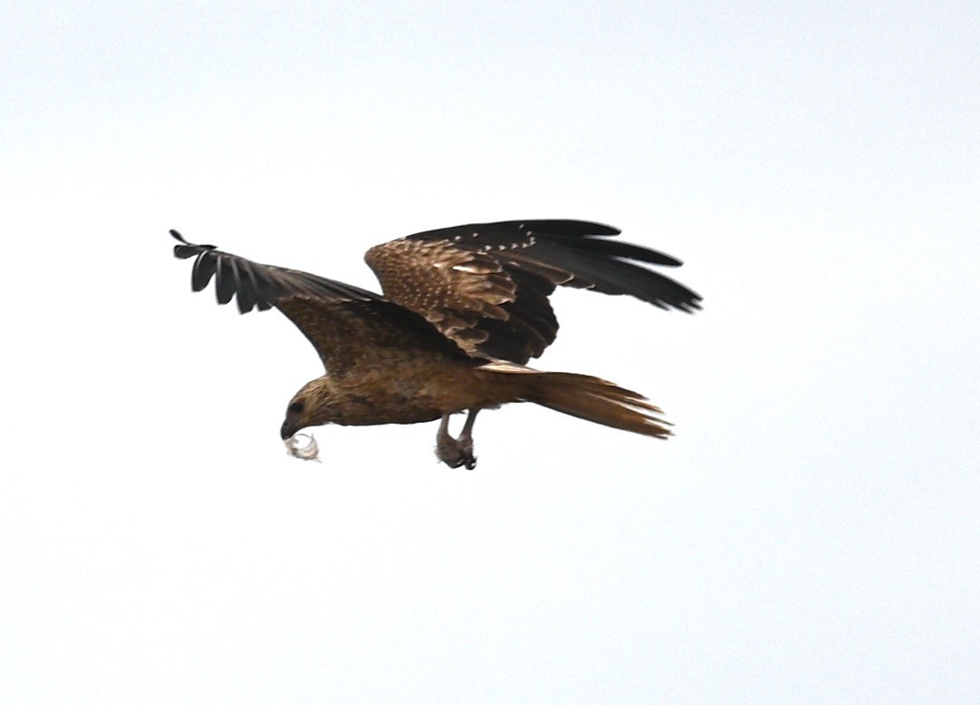 Whistling Kite - ML419691891