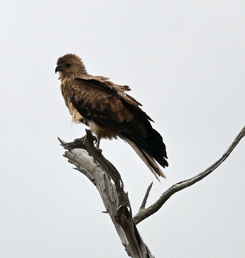 Whistling Kite - ML419692651