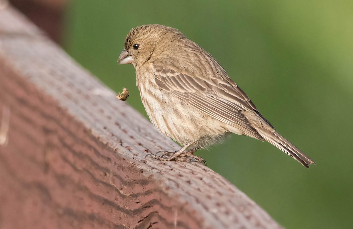 House Finch - John Scharpen