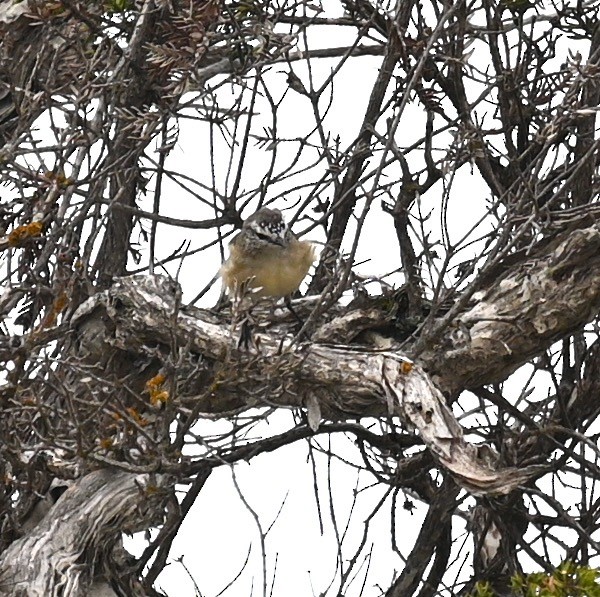 Yellow-rumped Thornbill - ML419693811