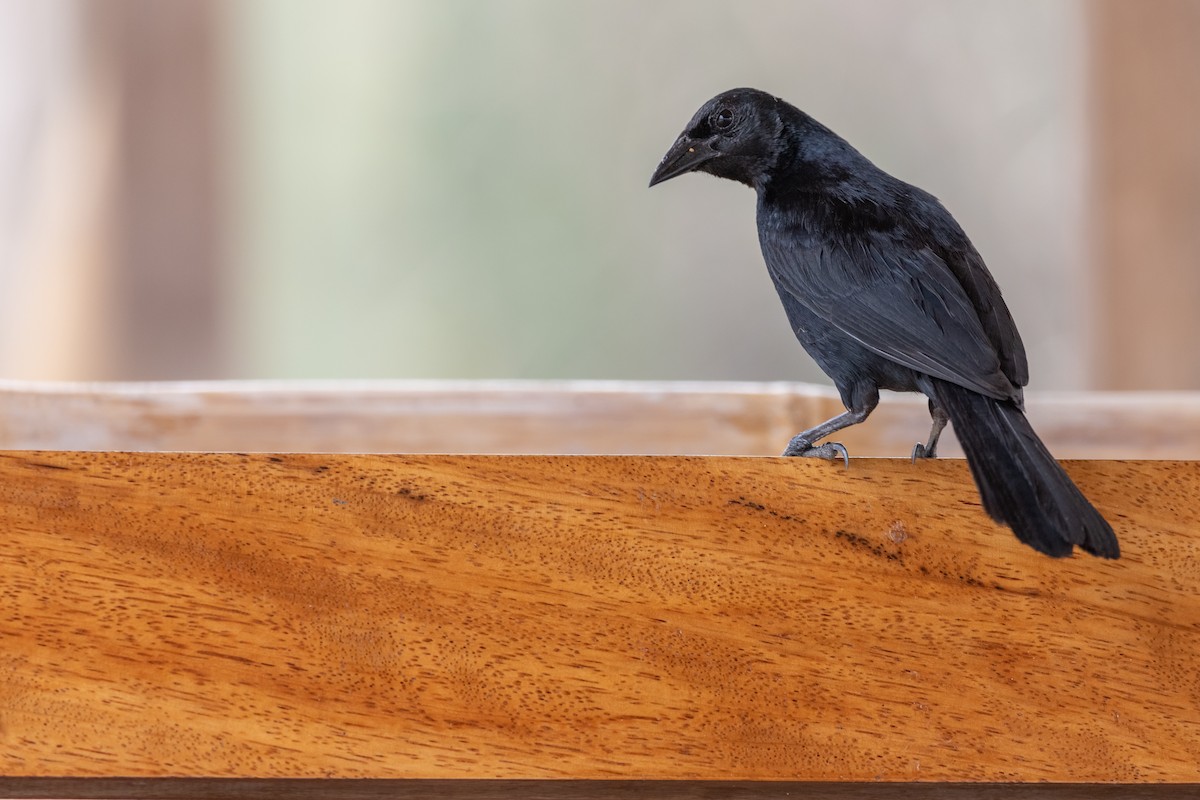 Scrub Blackbird - ML419695041