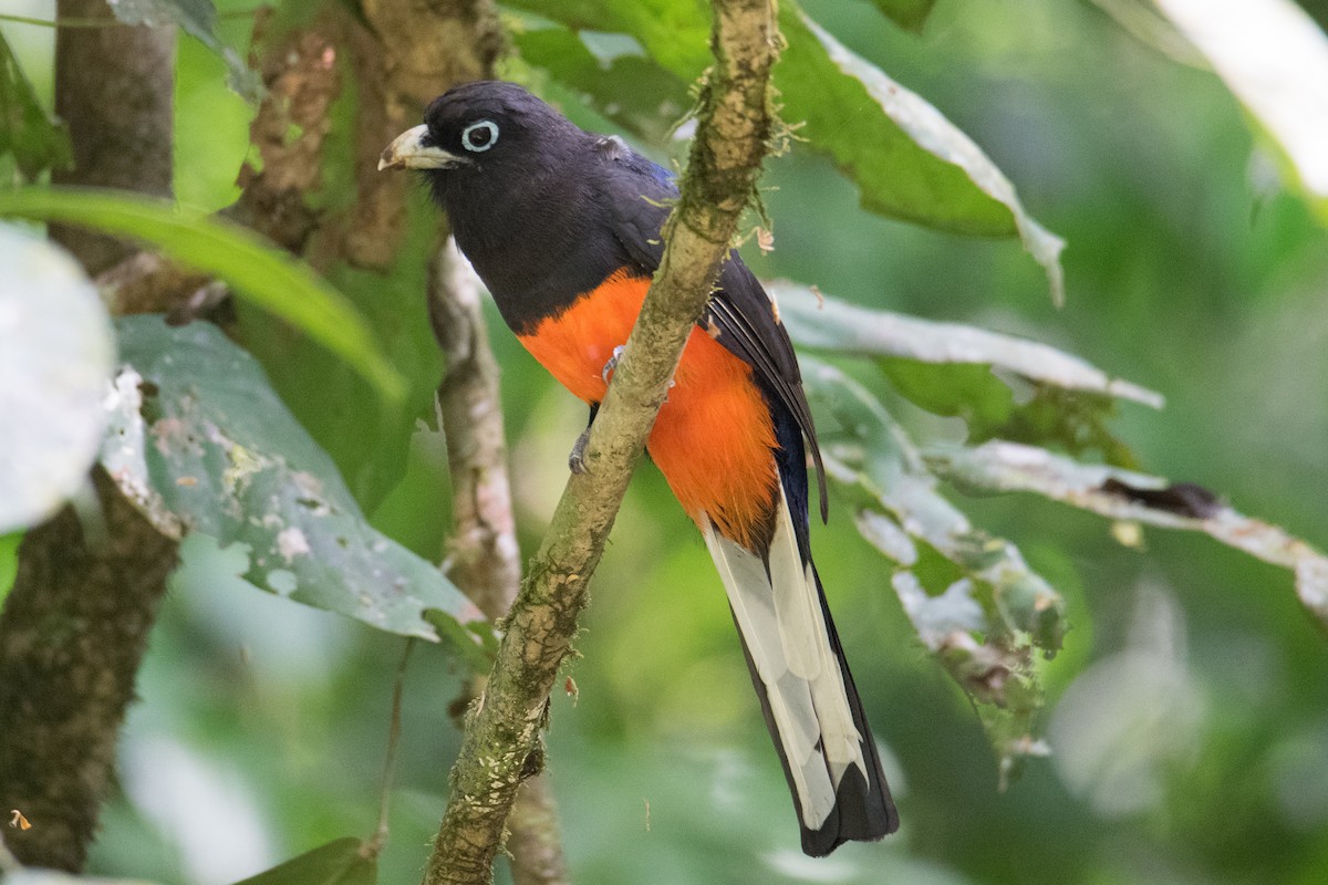 Baird's Trogon - ML419695141