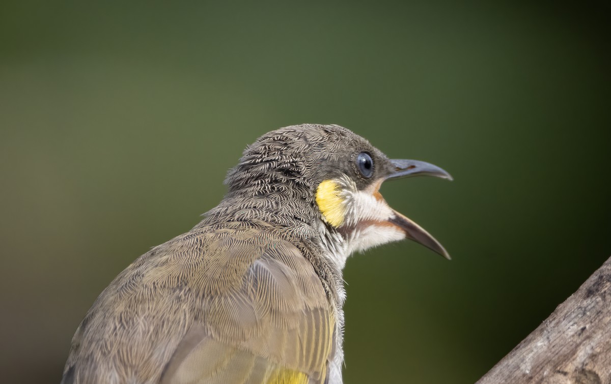 Streak-breasted Honeyeater - Mitch Rose