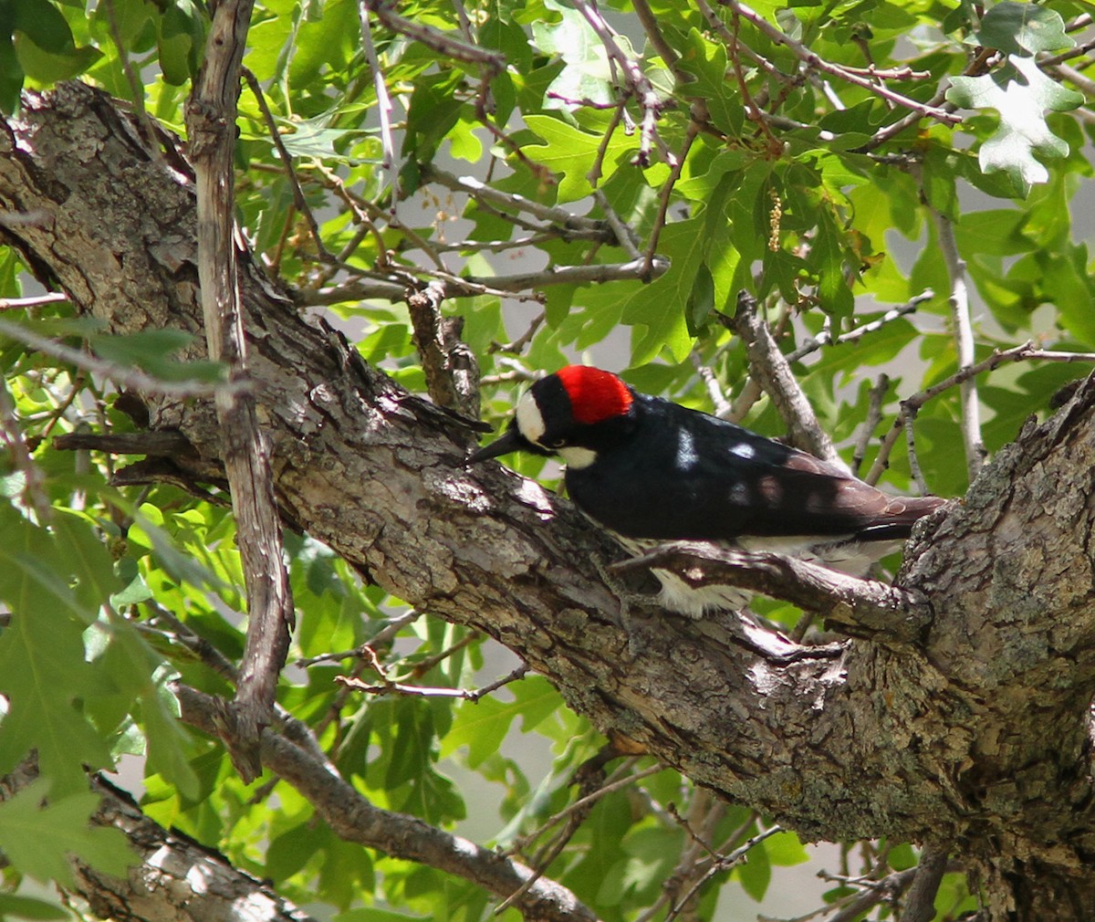 Acorn Woodpecker - ML41969801