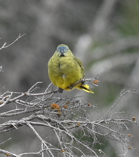 Rock Parrot - ML419698841