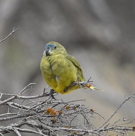 Rock Parrot - ML419698851