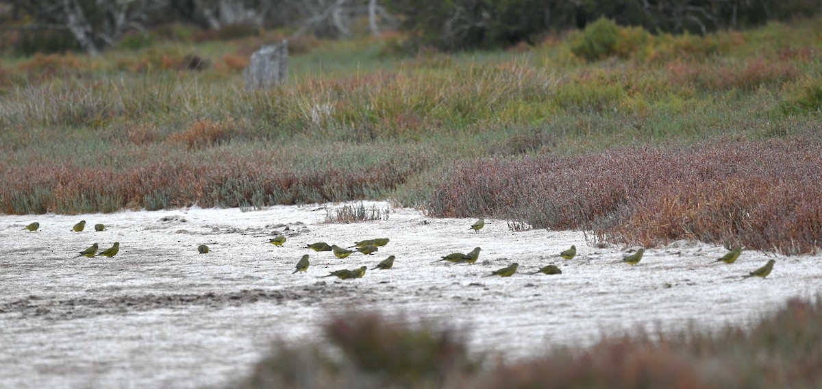 Rock Parrot - ML419699351