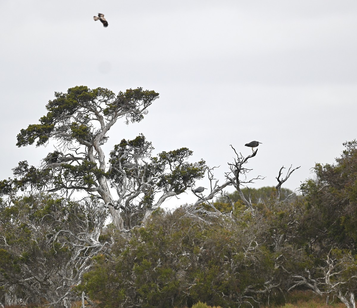 White-faced Heron - ML419699921