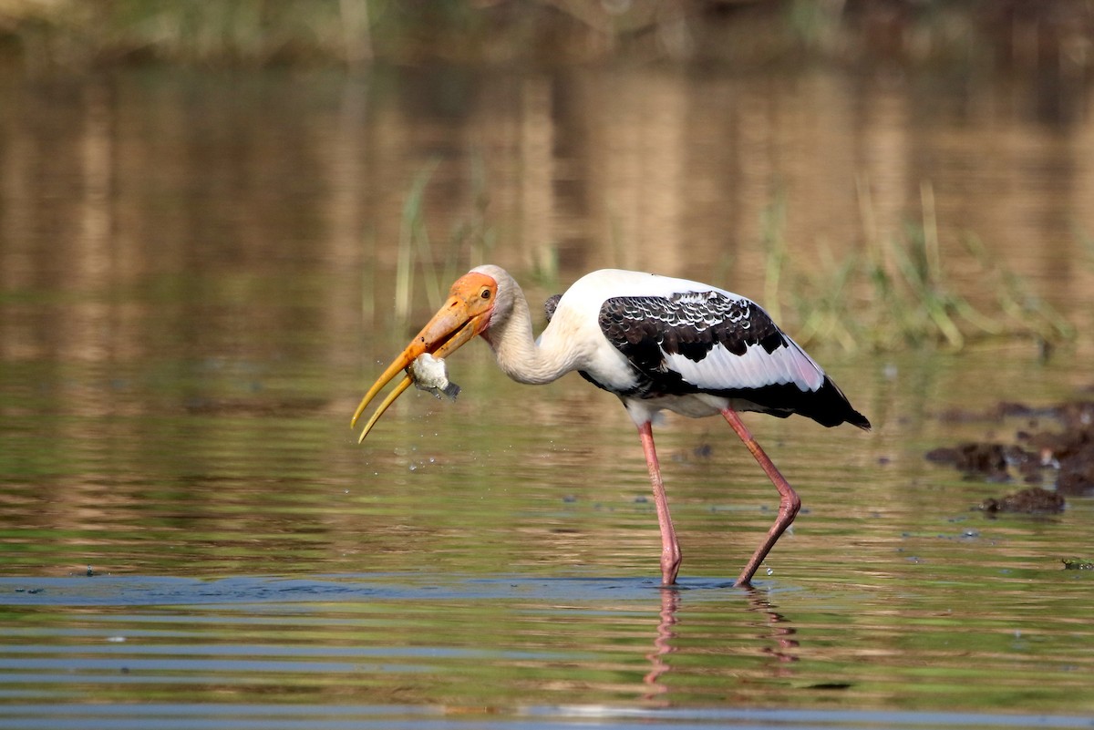 Painted Stork - ML41970151