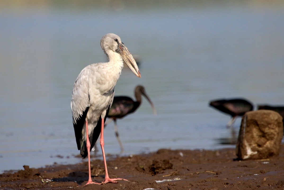 Asian Openbill - Sneha Gupta