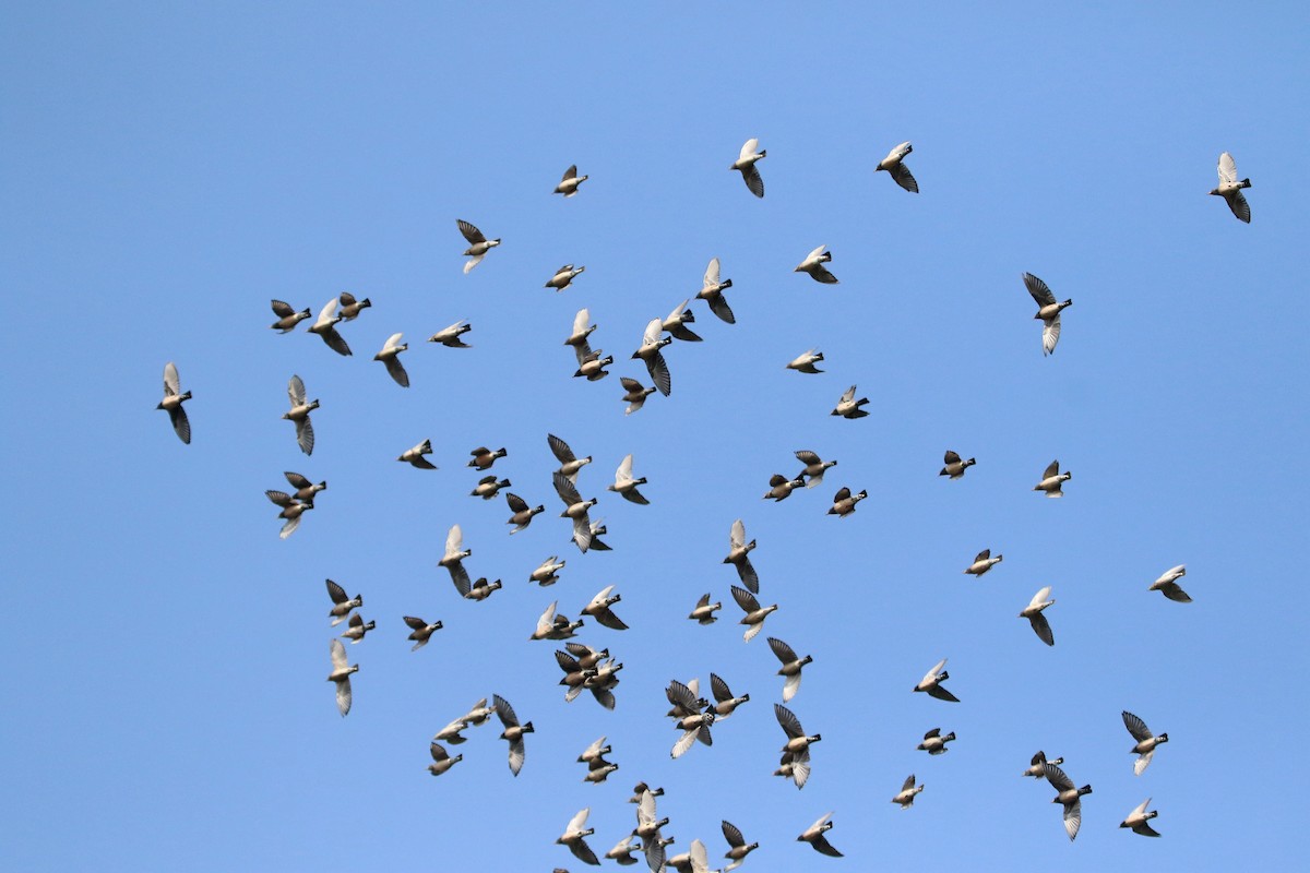 Rosy Starling - Sneha Gupta