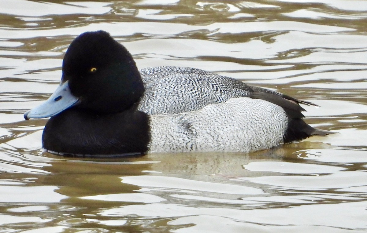 Lesser Scaup - ML419702341