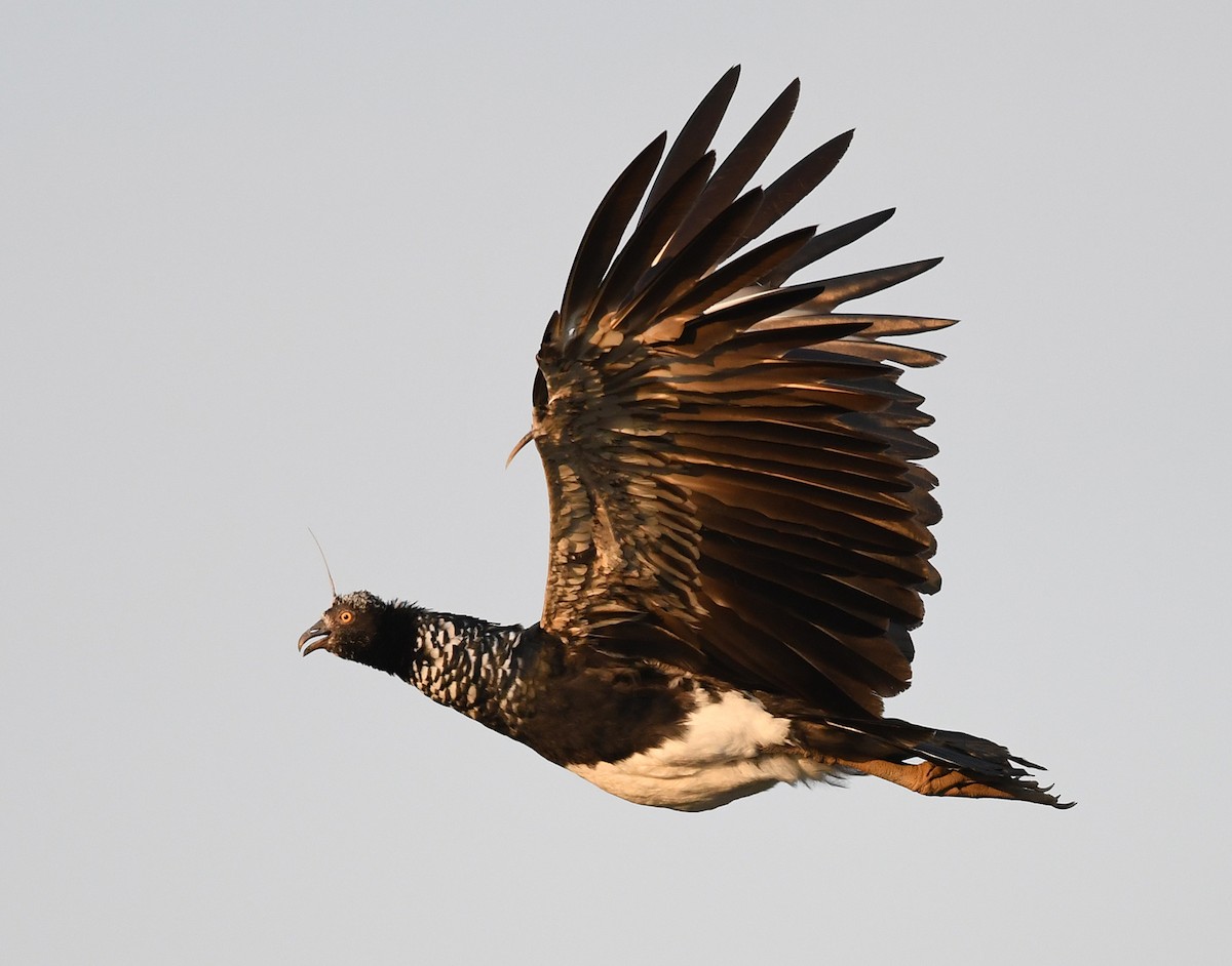 Horned Screamer - ML419704291