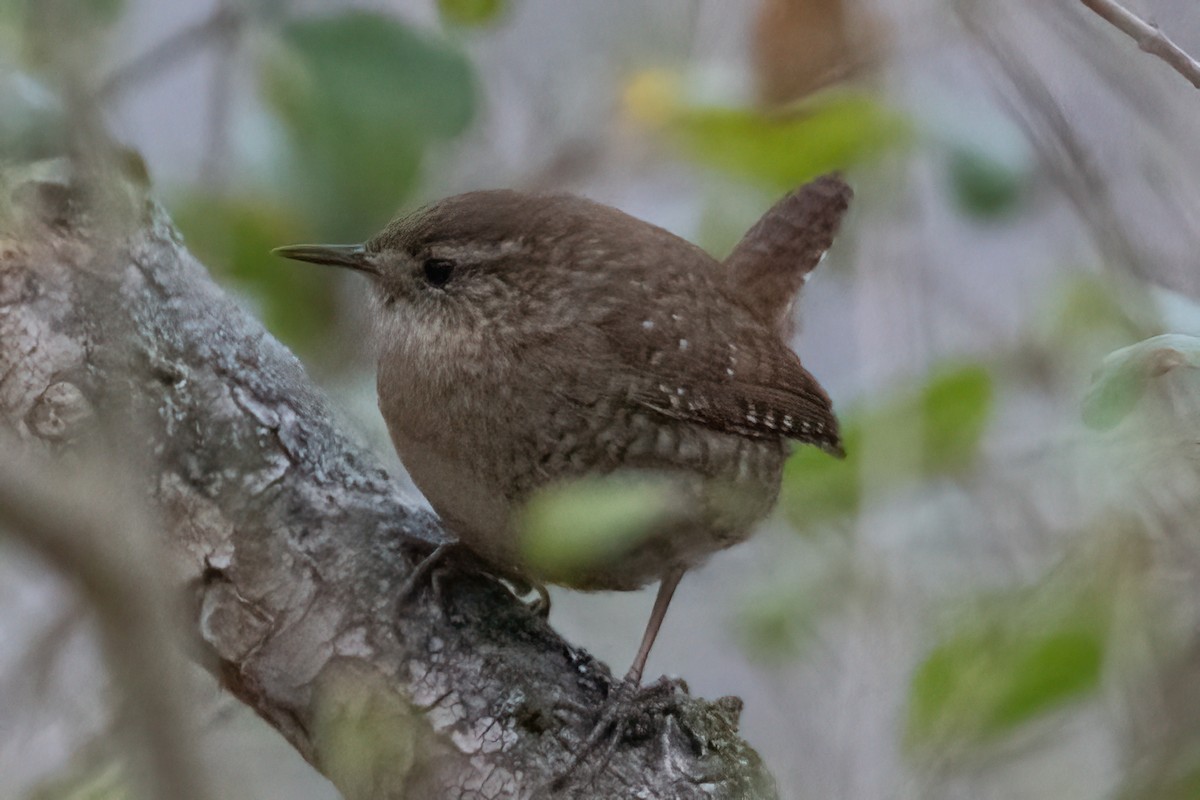 Winter Wren - ML419704351