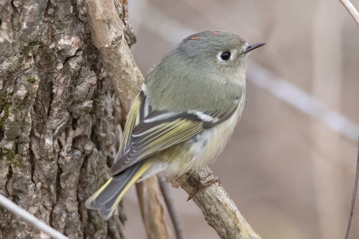 Ruby-crowned Kinglet - ML419704861