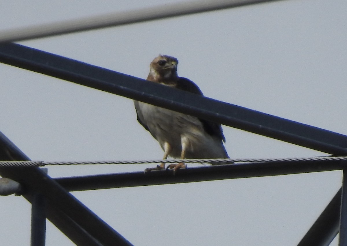 Red-tailed Hawk - ML419705841