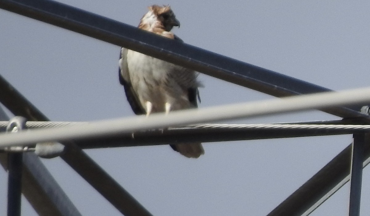 Red-tailed Hawk - ML419705851