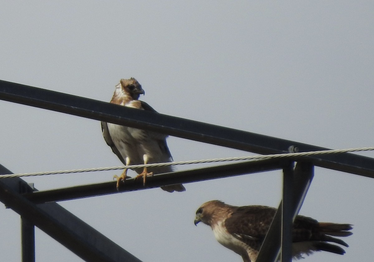 Red-tailed Hawk - ML419705861