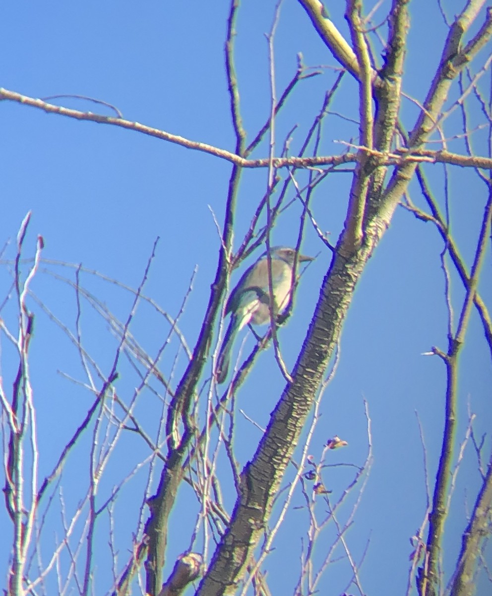 California Scrub-Jay - ML419707641