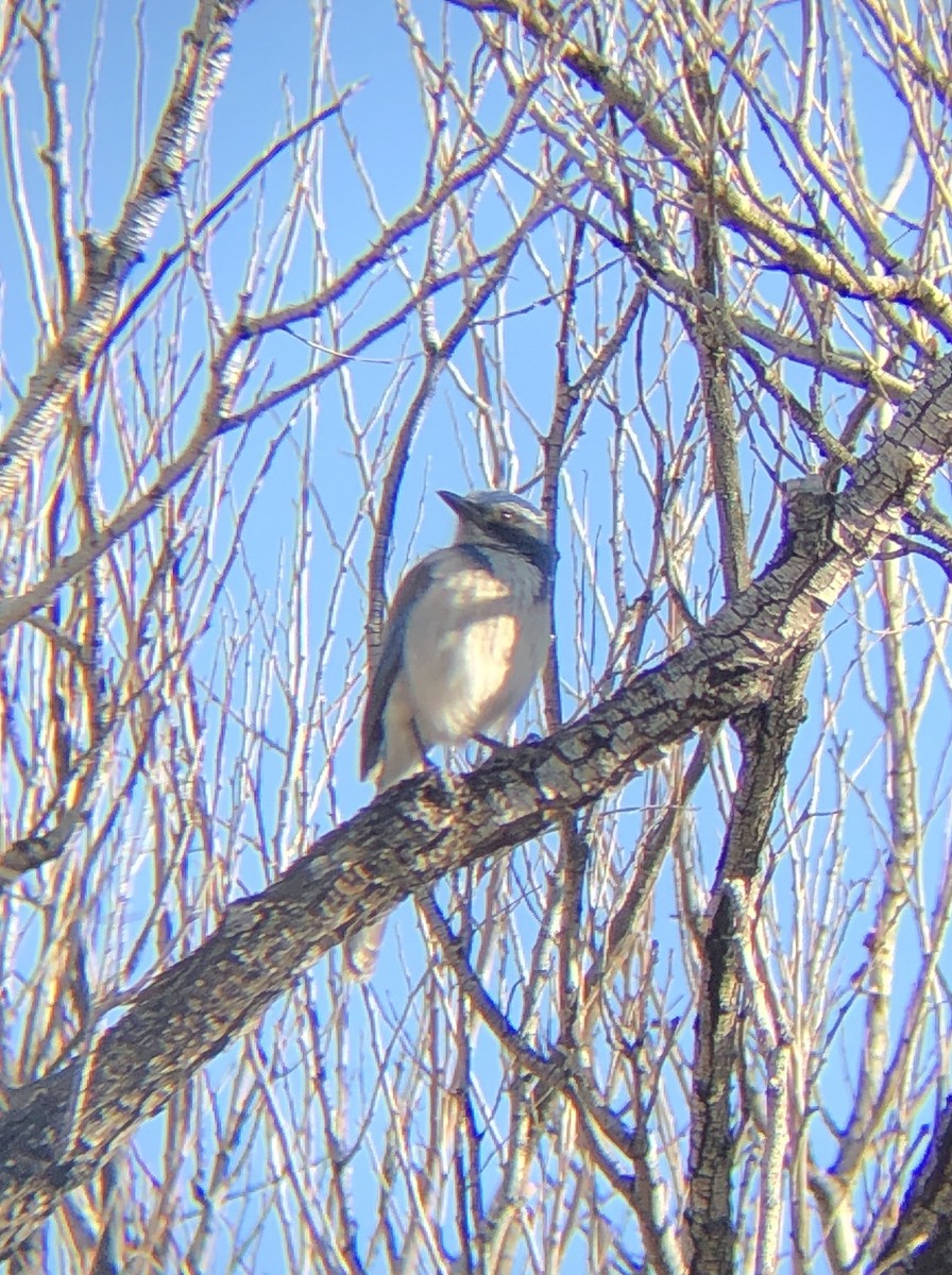 California Scrub-Jay - ML419707651