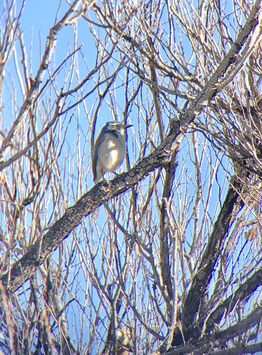 California Scrub-Jay - ML419707661