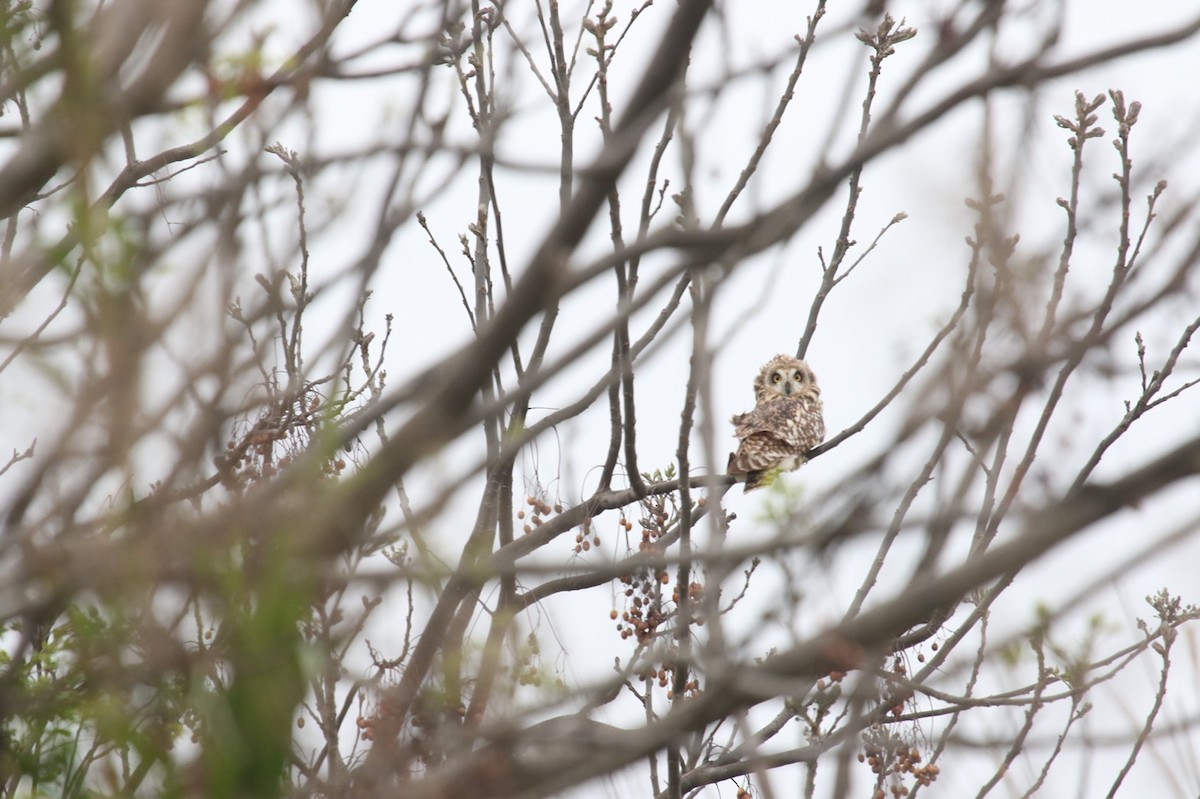 Short-eared Owl - 舜昌 蕭