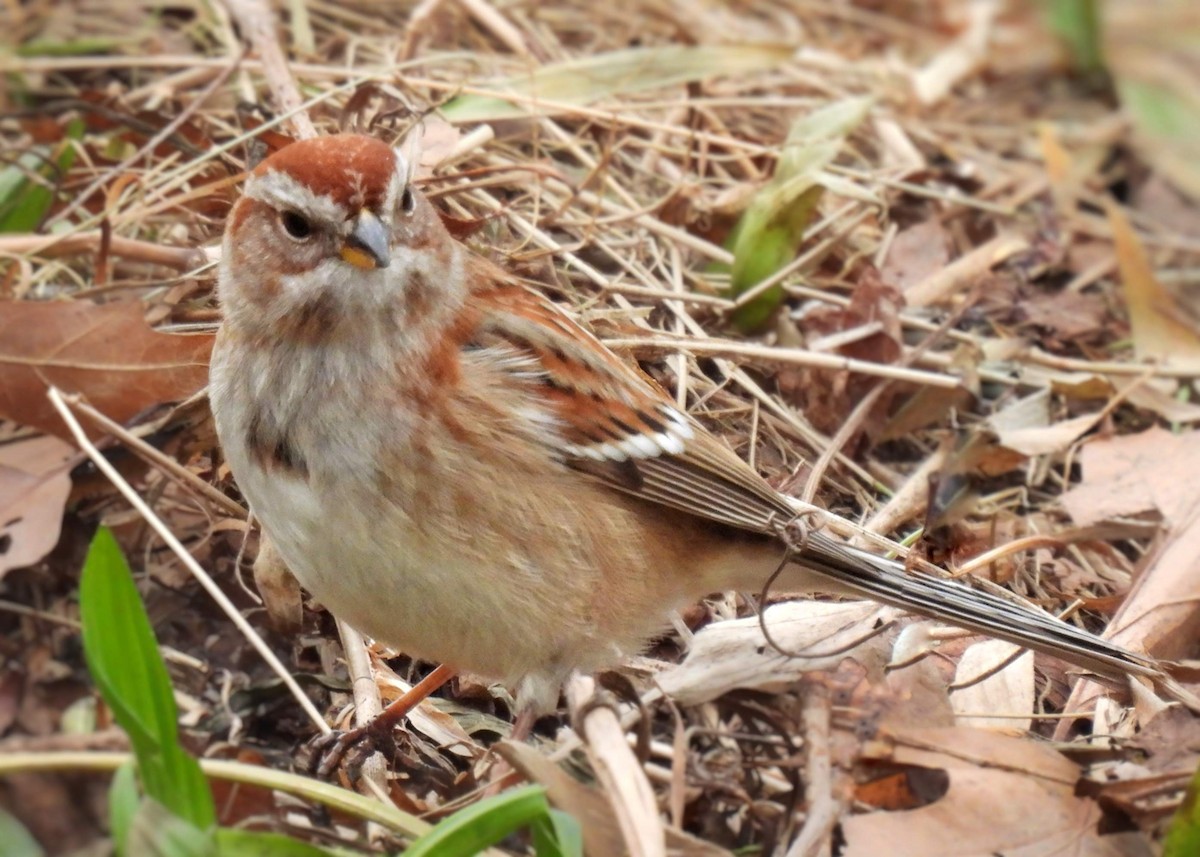 American Tree Sparrow - ML419709031