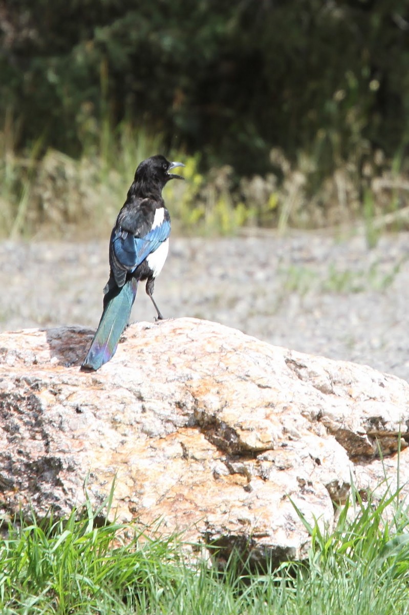 Pie d'Amérique - ML41970941