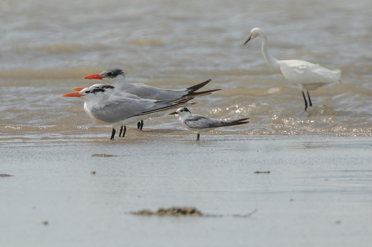 Common Tern - ML419709991