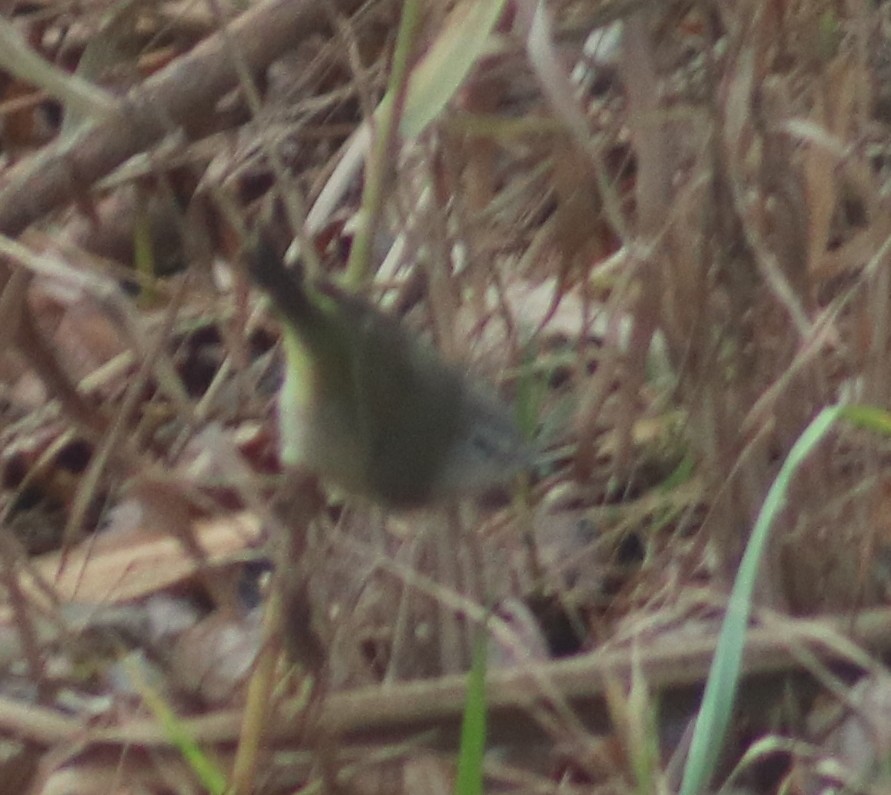 Orange-crowned Warbler - Terry Lang