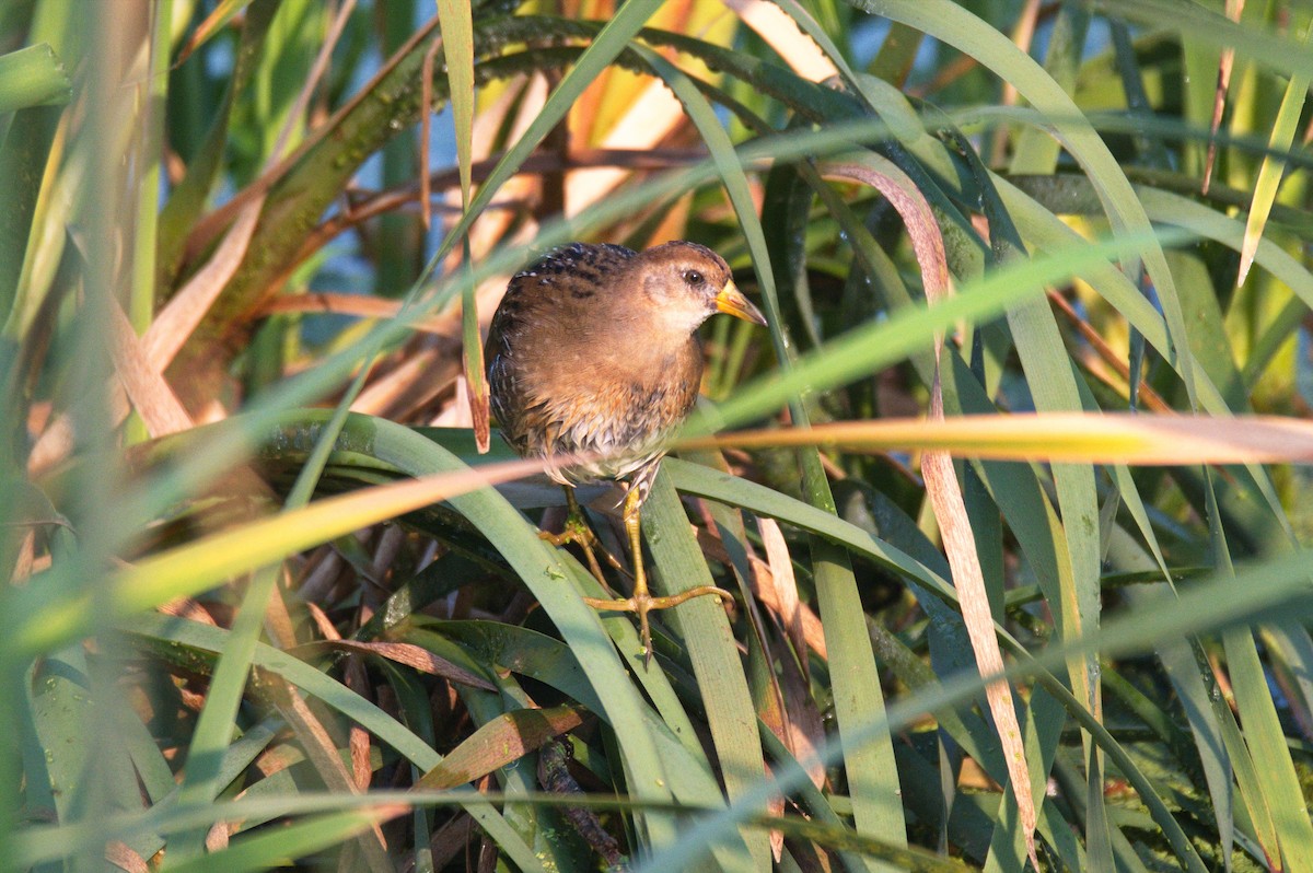 Polluela Sora - ML419710521