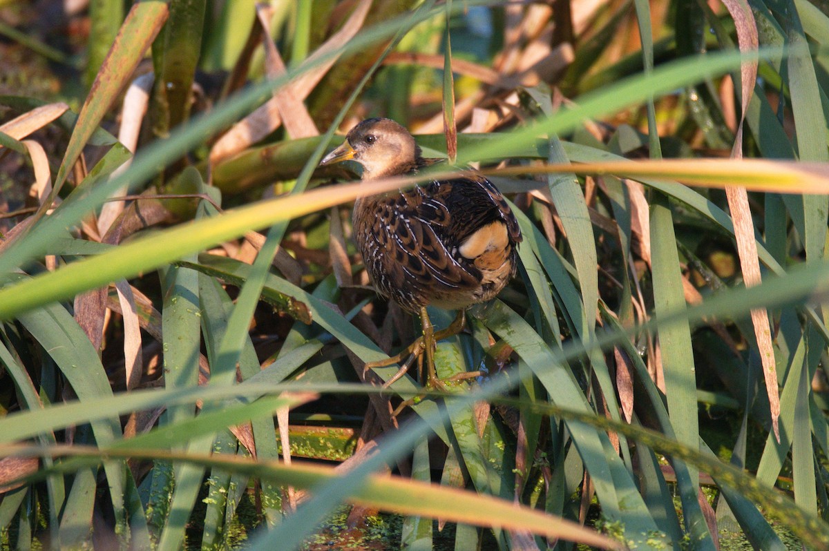 Polluela Sora - ML419710991