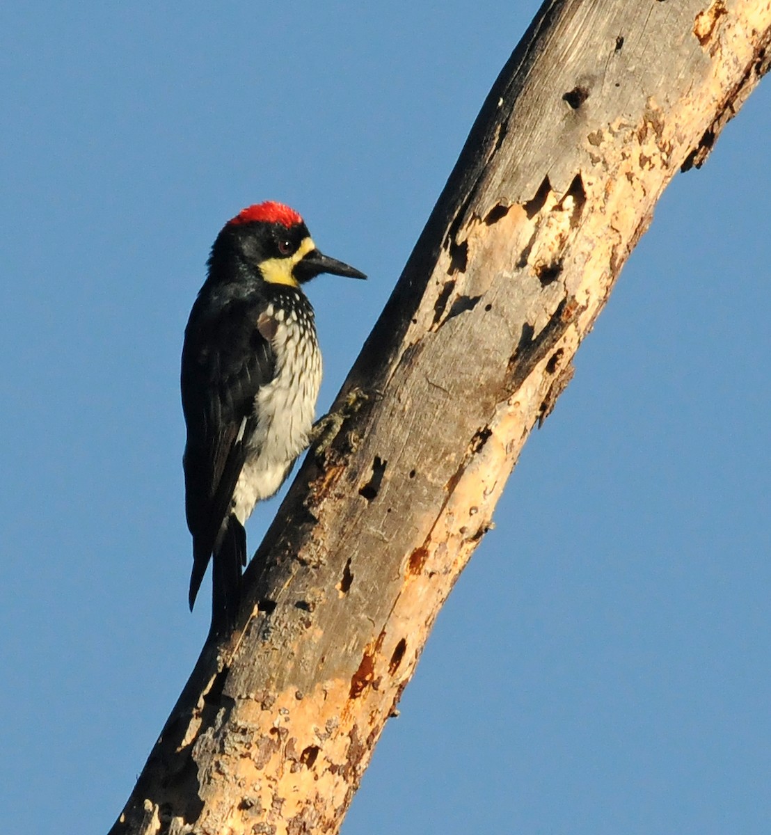 Acorn Woodpecker (Narrow-fronted) - ML41971511