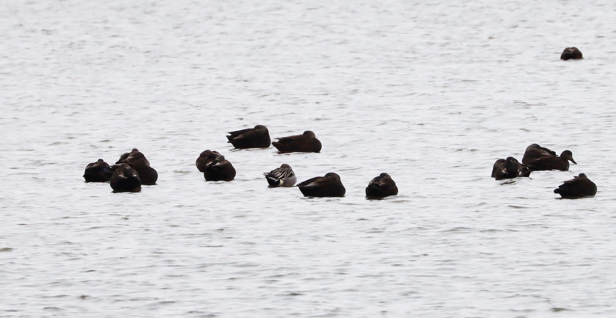 Northern Pintail - ML419716661