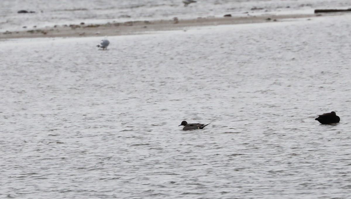 Northern Pintail - ML419716861