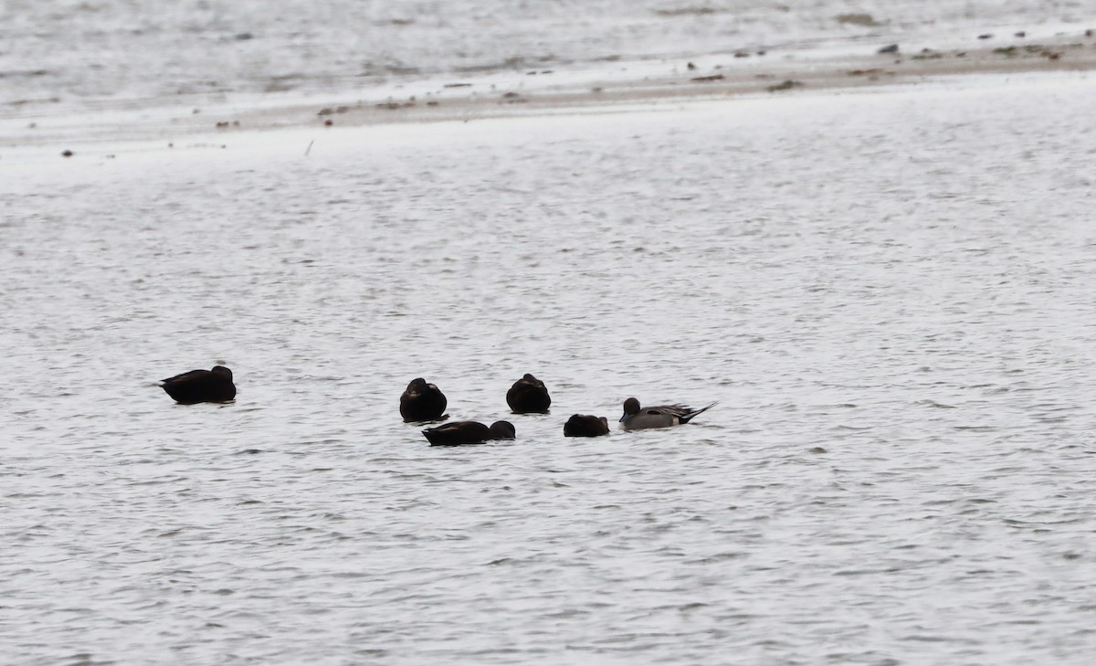 Northern Pintail - ML419717041