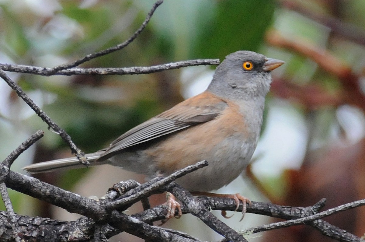 Baird's Junco - ML41971711