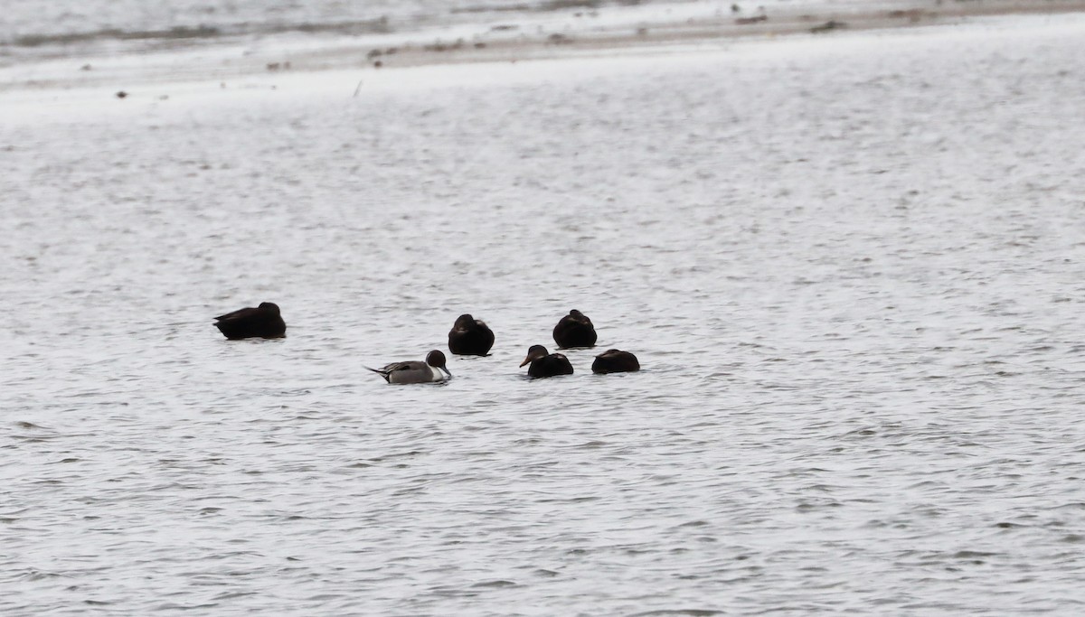 Northern Pintail - ML419717221