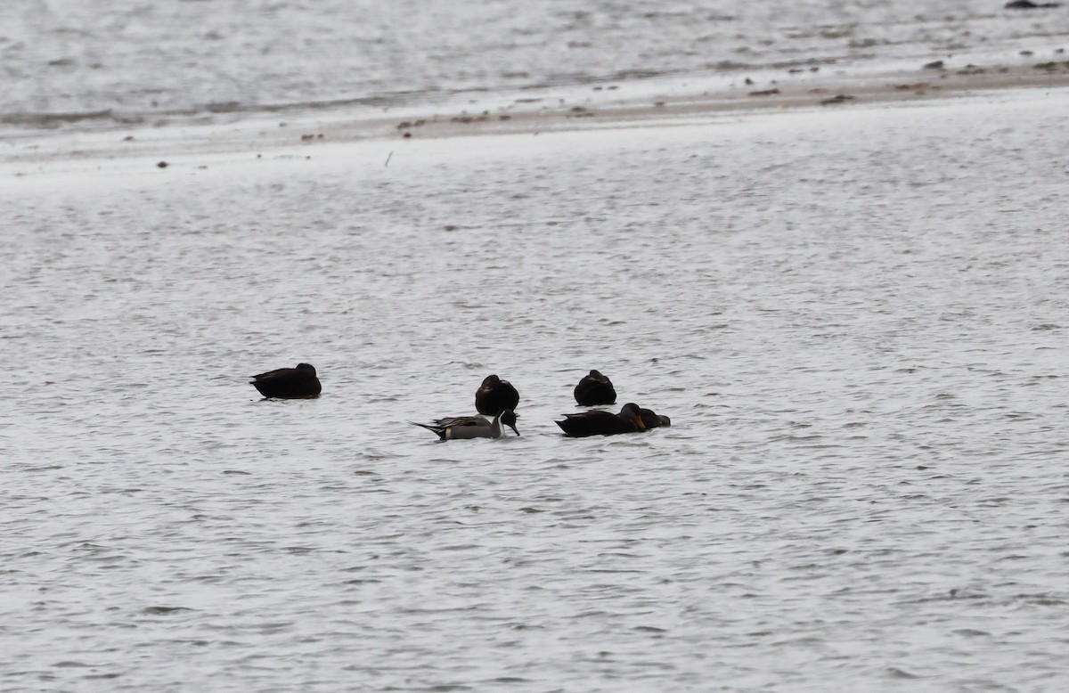 Northern Pintail - ML419717351