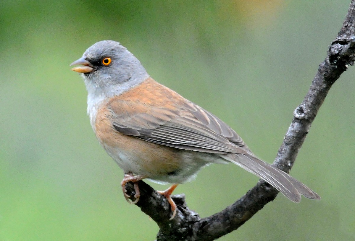 Baird's Junco - ML41971741